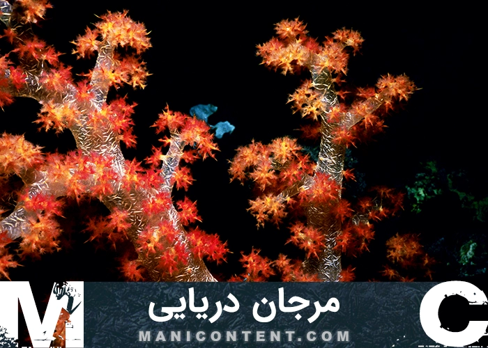 عکس مرجان دریایی
