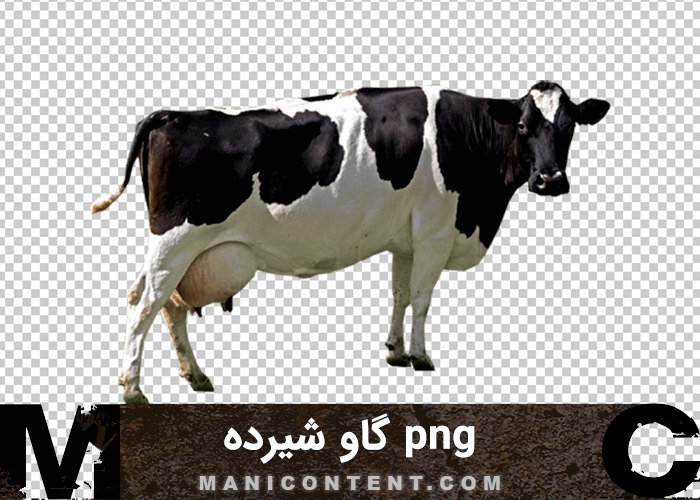 گاو سفید سیاه شیرده png black white milking cow