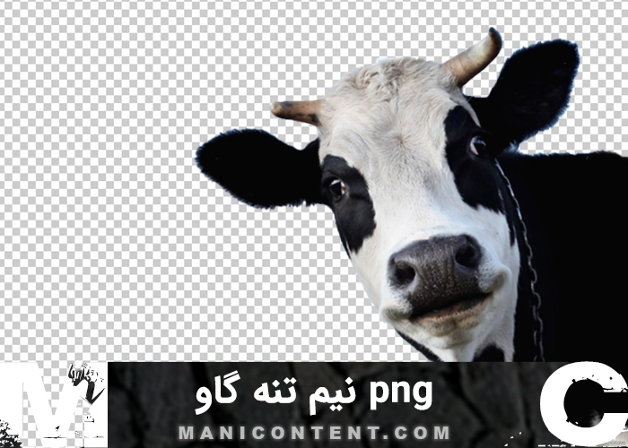 png گاو نیم تنه سفید سیاه شاخ دار White chested black horned cow